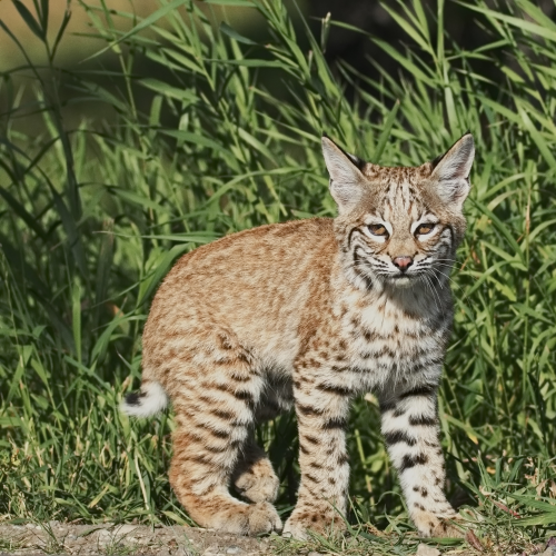 "SPIRIT CAT"