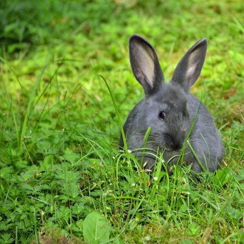 Cute Bunny