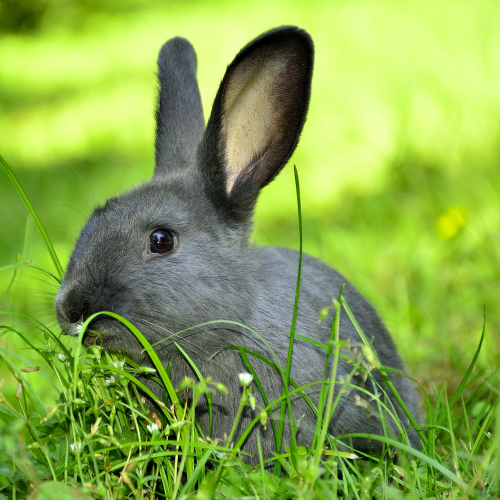 Cute Bunny