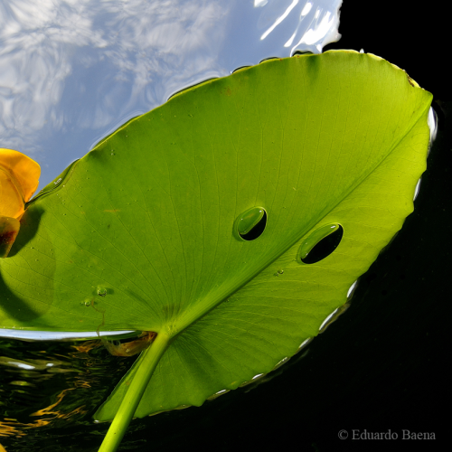 Waterlilies