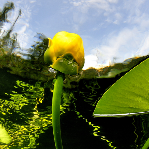 Waterlilies