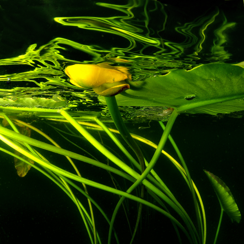 Waterlilies