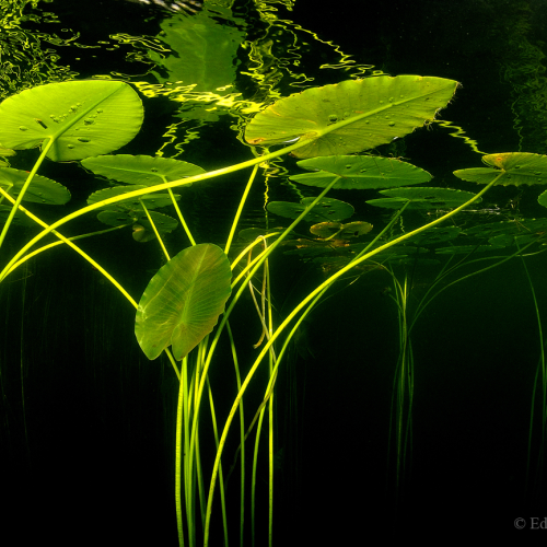 Waterlilies