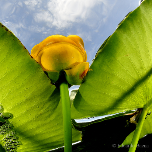 Waterlilies
