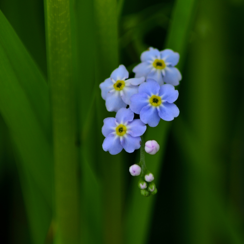 Forget me not