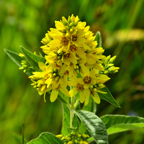 Yellow Wildflower