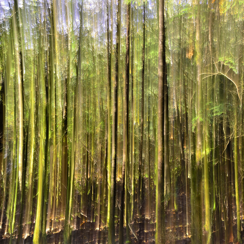Blurry Forest