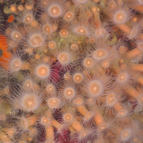 Orange zoanthids