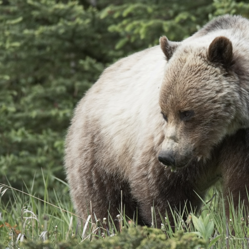 "MOMMA BEAR"