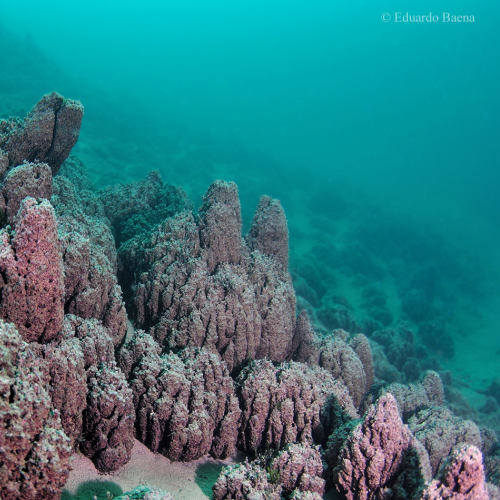 Microbialites