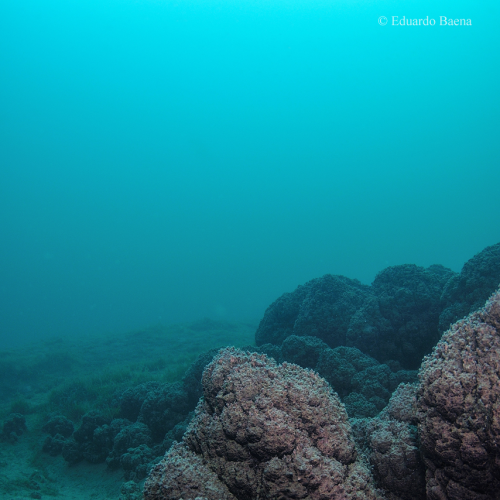 Microbialites