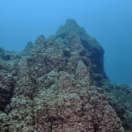 Microbialites