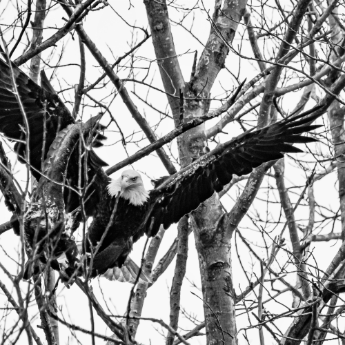 Mature and Juvenile Eagles.
