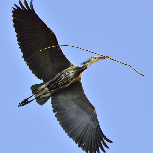 Blue Heron carrying sticks