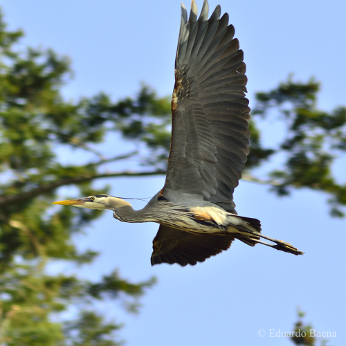 Blue Heron carrying sticks