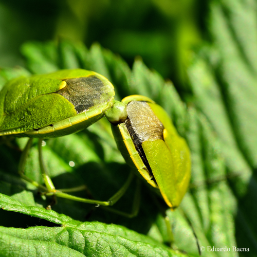 Green stink bugs mating