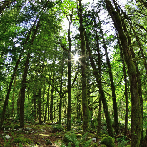 Sunburst in the forest