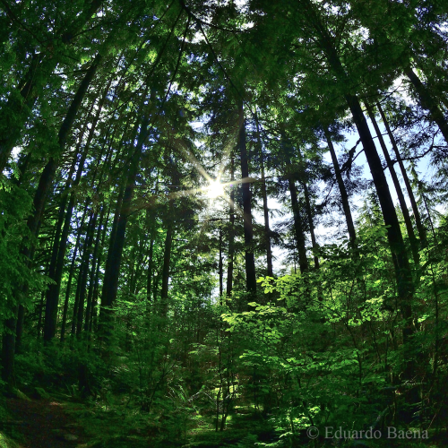 Sunburst in the forest
