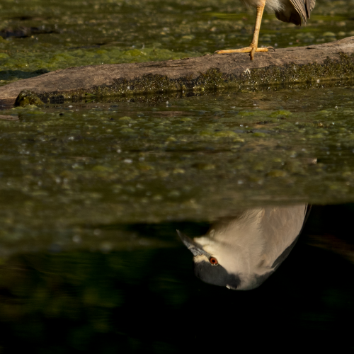 Narcissus