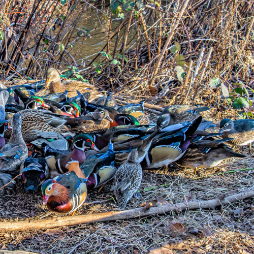 Colorful ducks.