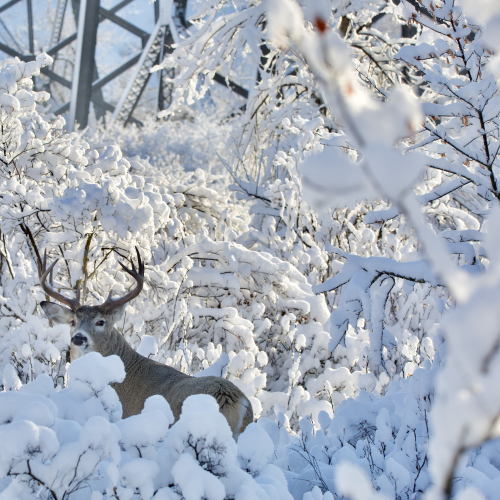 'Whitetail in a Winter Wonderland'