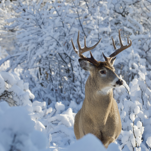 Whitetail in Winter 