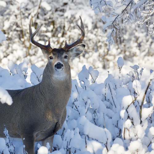 Buck Beauty