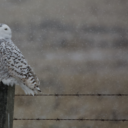 'Snowy Snowy'