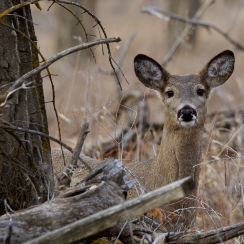 'Watchful Whitetail'