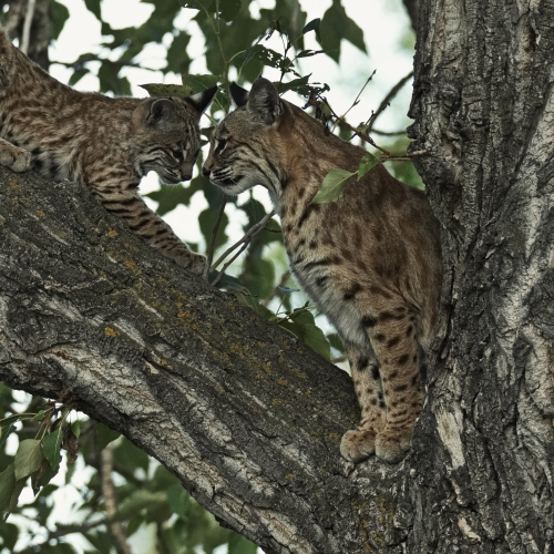 "WHERE NATURE & NURTURE MEET"