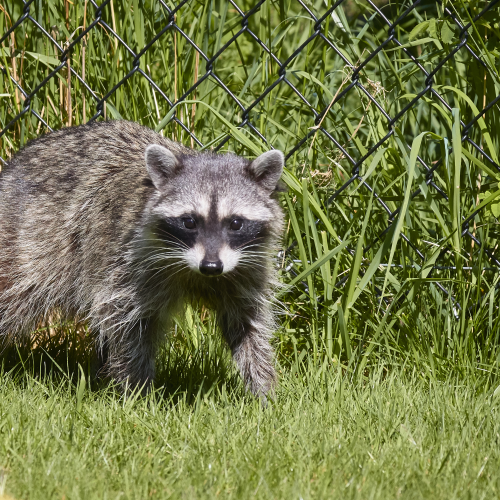 Intruder