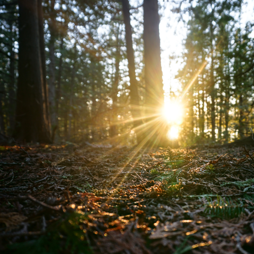Playing peek-a-boo with the sun