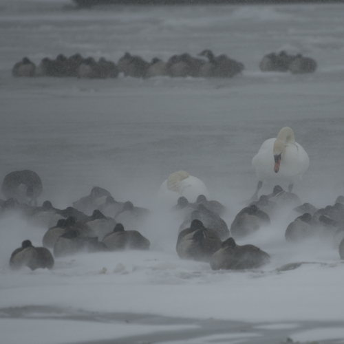 Snow storm