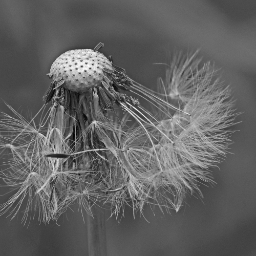 Dandelion