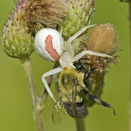 Goldenrod Crab spider