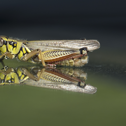 Grasshopper