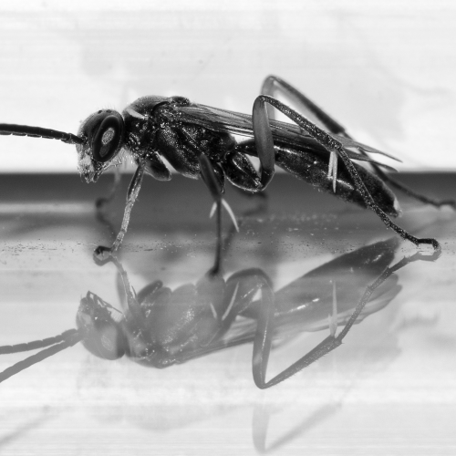 Insect
