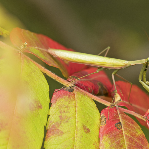 Praying mantis
