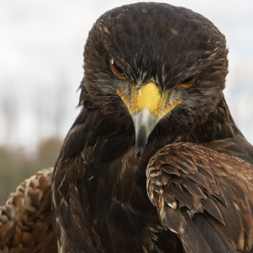 Portrait of a Harris Hawk