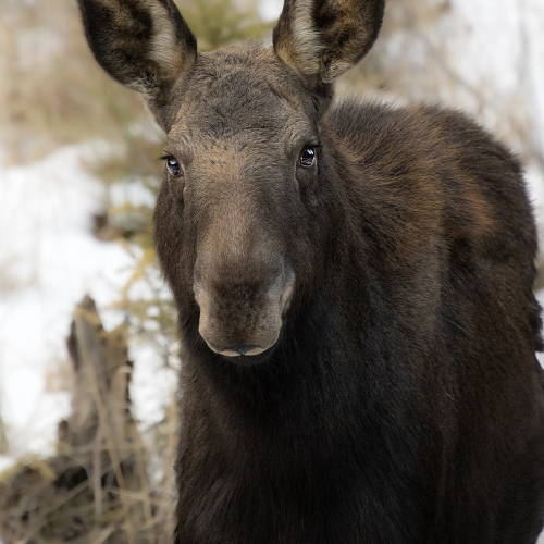 Young Female Moose