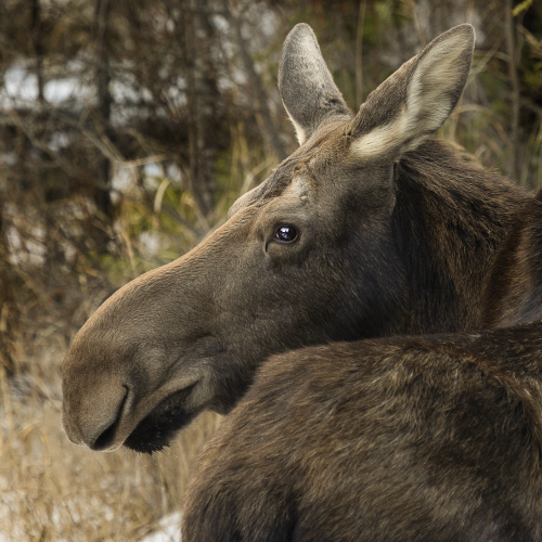 Momma Moose