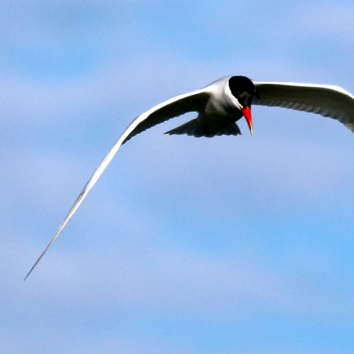 Caspian Tern