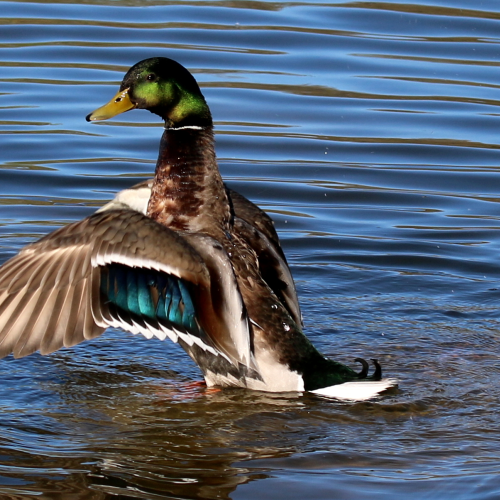 Mallard Duck