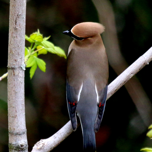 Cedar Waxwing
