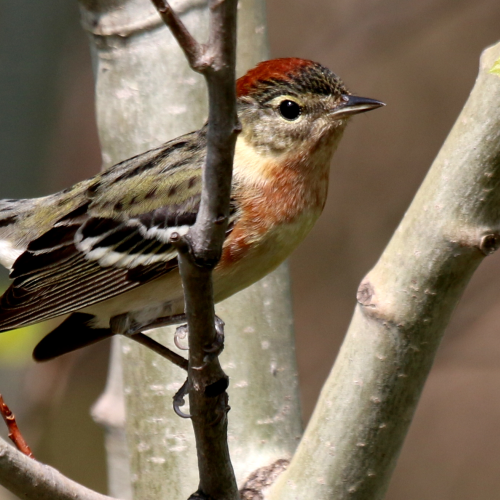 Bay-breasted Warbler