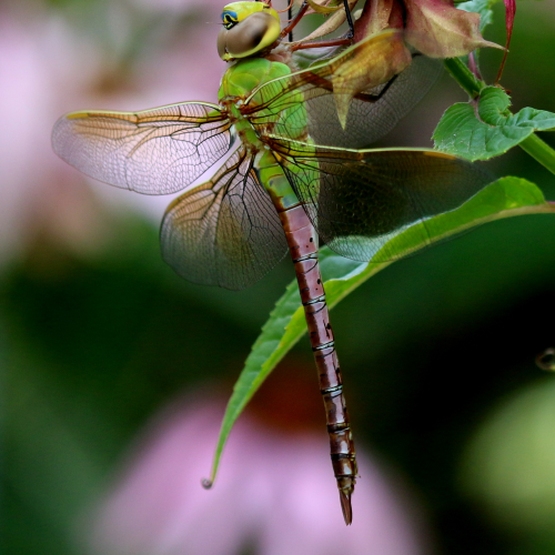 Green Darner Dragonfly