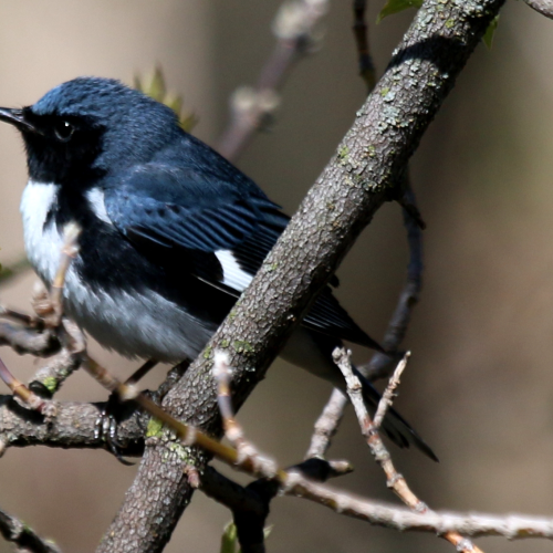 Black-throated Warbler