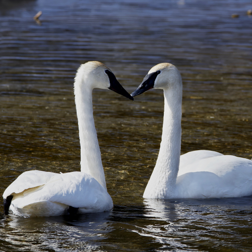 Courtship