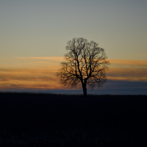 Morning Solitude