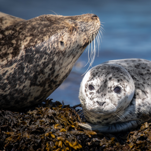 Curious Seal